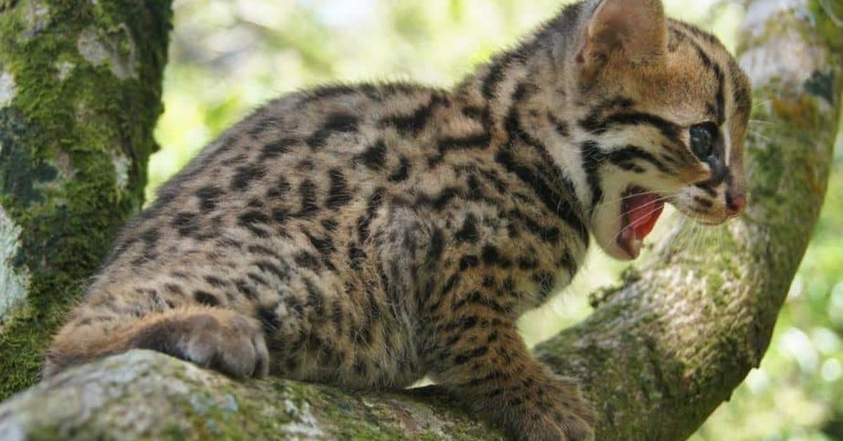 Photogenic Bobcat, scientifically referred to as Lynx rufus.