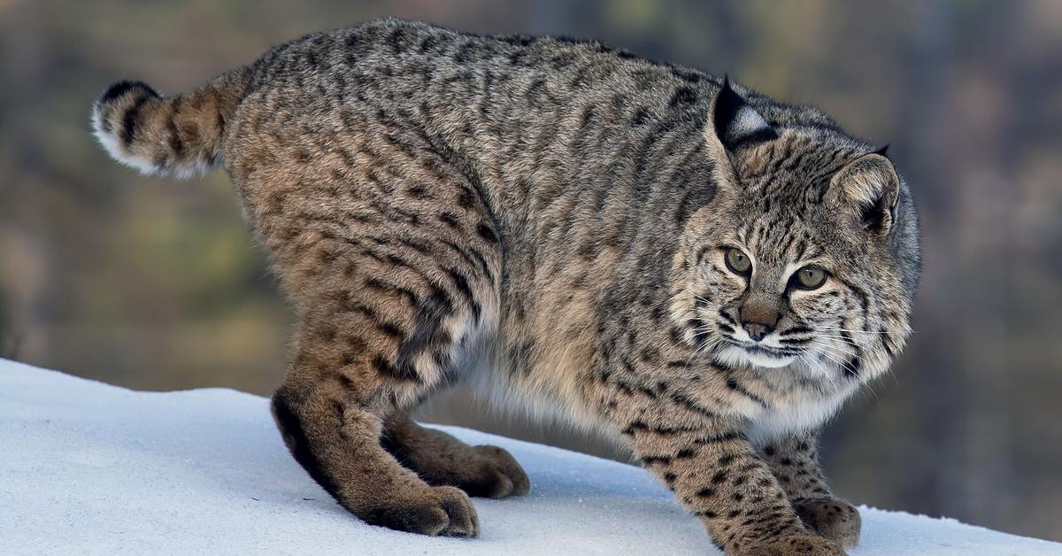 Visual of Bobcat, or Kucing Hutan in Indonesian, showcasing its beauty.