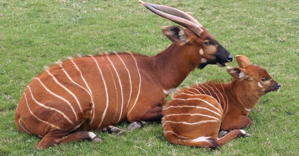 Unique portrayal of the Bongo, also called Bongo in Bahasa Indonesia.