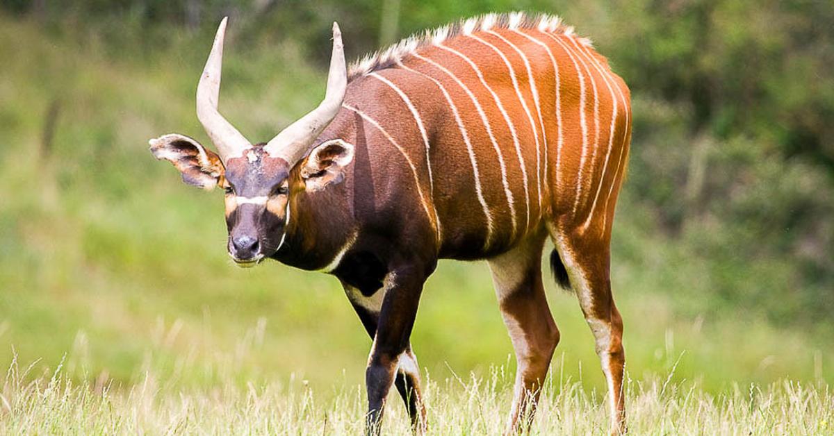 The Bongo, a species known as Tragelaphus eurycerus, in its natural splendor.