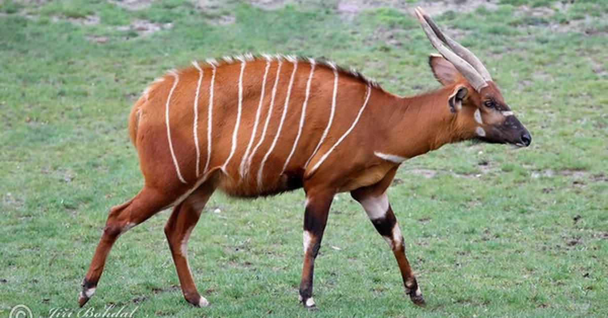 Vibrant snapshot of the Bongo, commonly referred to as Bongo in Indonesia.