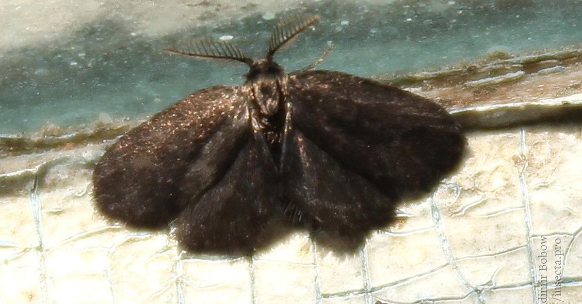 A look at the Bagworm Moth, also recognized as Ulat Kepompong Tas in Indonesian culture.