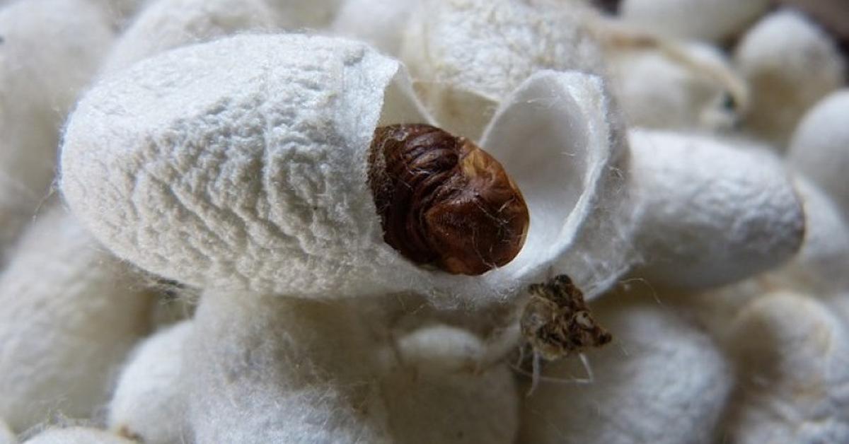 The Bagworm Moth, an example of Psychidae, in its natural environment.