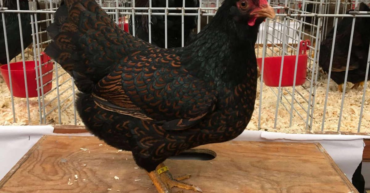 Insightful look at the Barnevelder, known to Indonesians as Ayam Barnevelder.