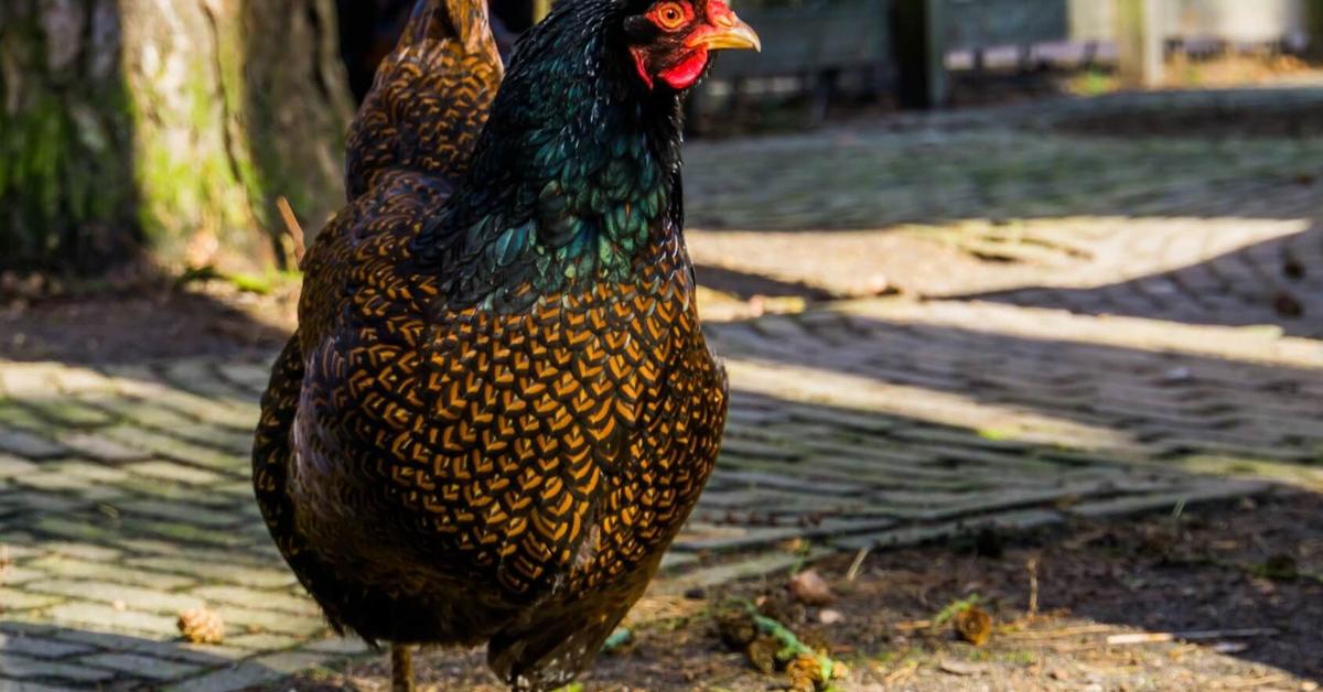 Picture of Barnevelder, known in Indonesia as Ayam Barnevelder.