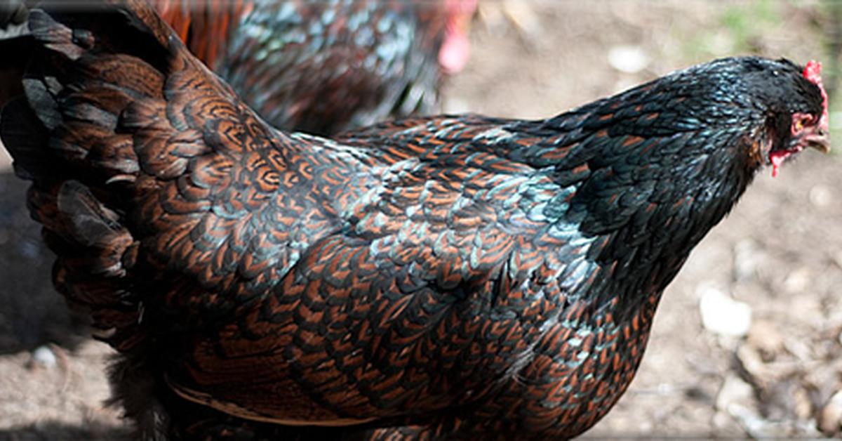 Glimpse of the Barnevelder, known in the scientific community as Gallus gallus domesticus.