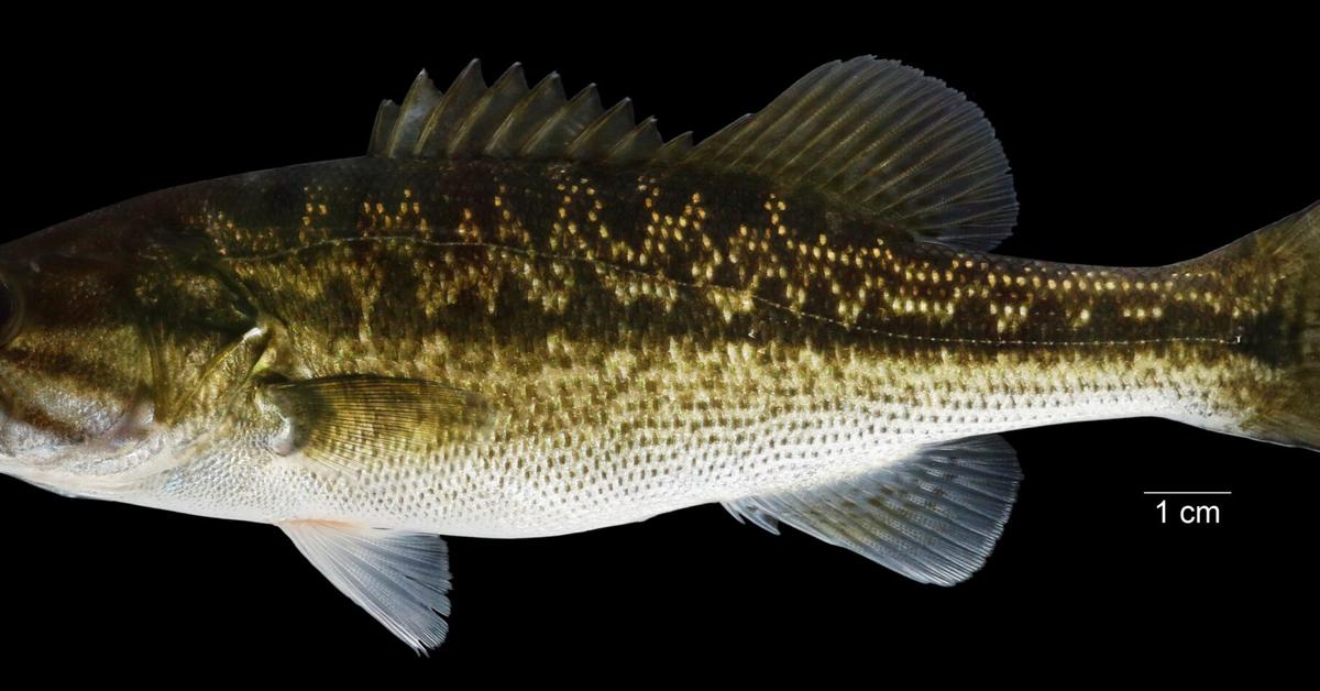 Insightful look at the Black Bass, known to Indonesians as Ikan Bass Hitam.