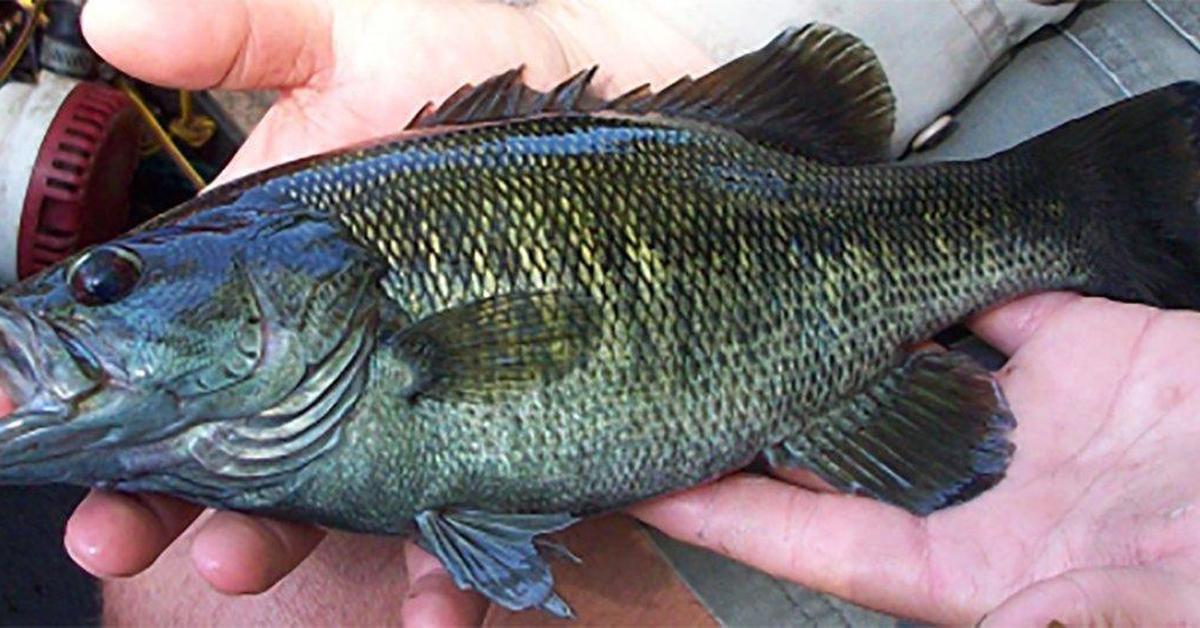 Captured elegance of the Black Bass, known in Indonesia as Ikan Bass Hitam.