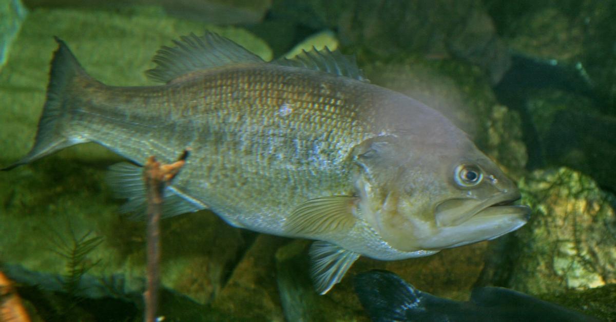 A look at the Black Bass, also recognized as Ikan Bass Hitam in Indonesian culture.