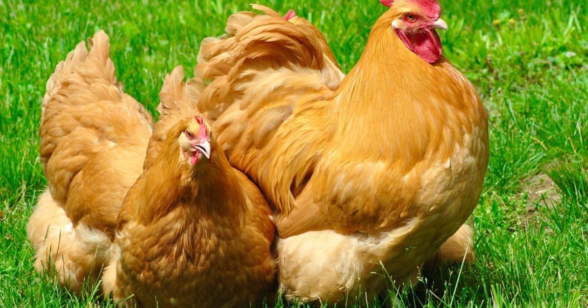 Graceful Buff Orpington Chicken, a creature with the scientific name Gallus gallus domesticus.