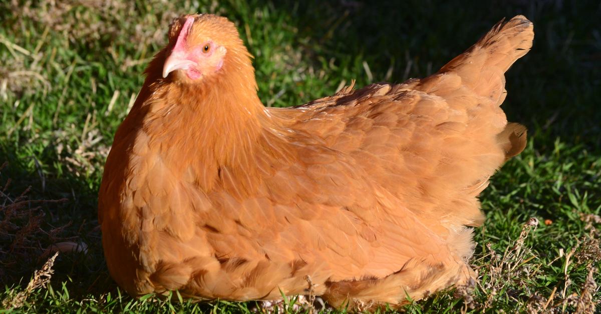 Exquisite image of Buff Orpington Chicken, in Indonesia known as Ayam Buff Orpington.