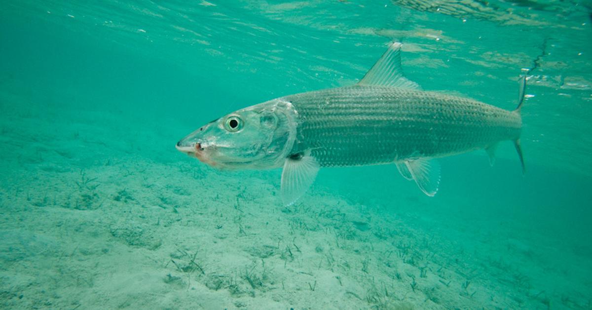 Photograph of the unique Bonefish, known scientifically as Albula vulpes.