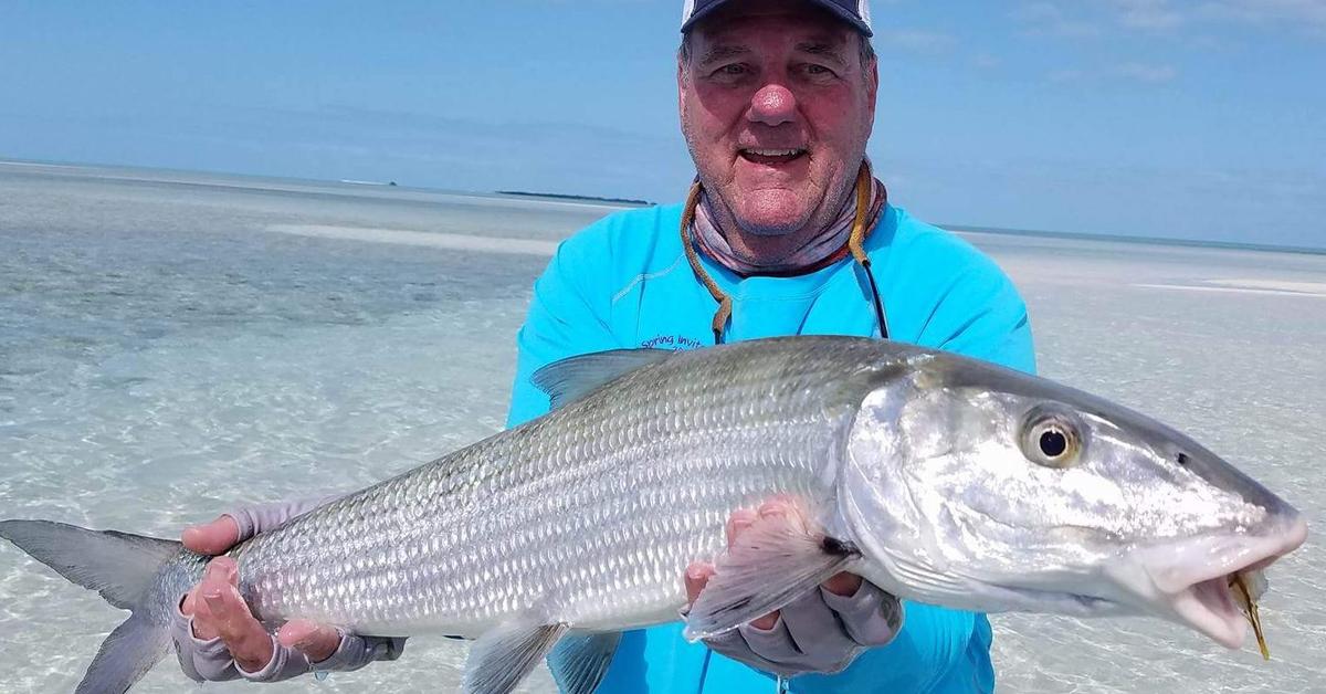 Natural elegance of the Bonefish, scientifically termed Albula vulpes.