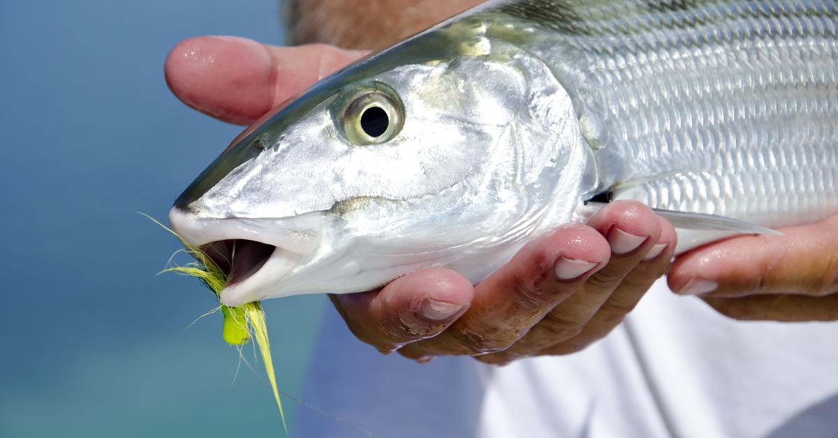 The Bonefish, an example of Albula vulpes, in its natural environment.