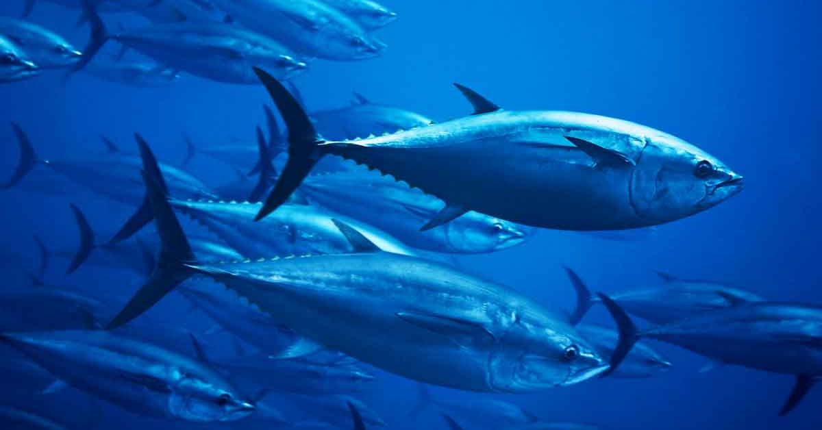 Elegant Bluefish in its natural habitat, called Ikan Bluefish in Indonesia.