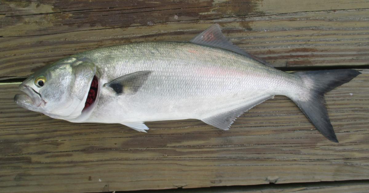 Portrait of a Bluefish, a creature known scientifically as Pomatomus saltatrix.