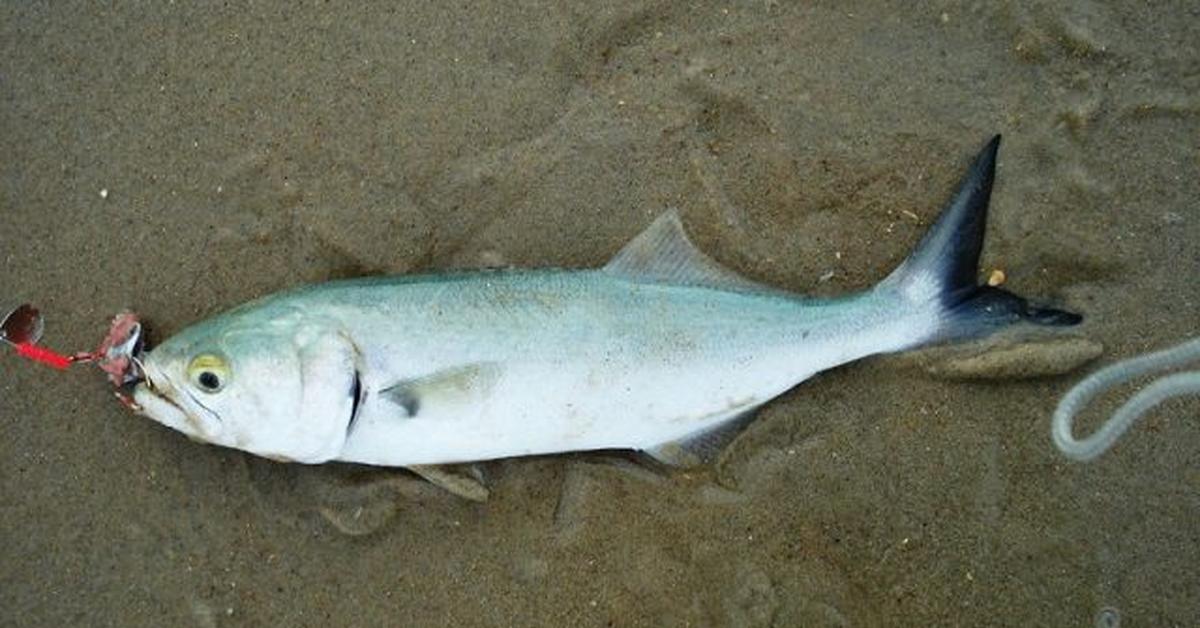 Elegant Bluefish in its natural habitat, called Ikan Bluefish in Indonesia.