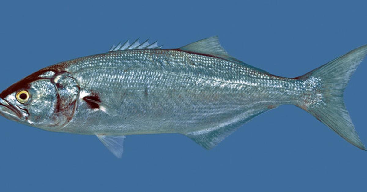 The Bluefish, an example of Pomatomus saltatrix, in its natural environment.