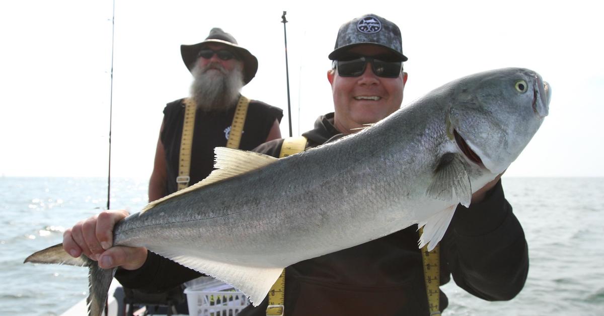 Distinctive Bluefish, in Indonesia known as Ikan Bluefish, captured in this image.