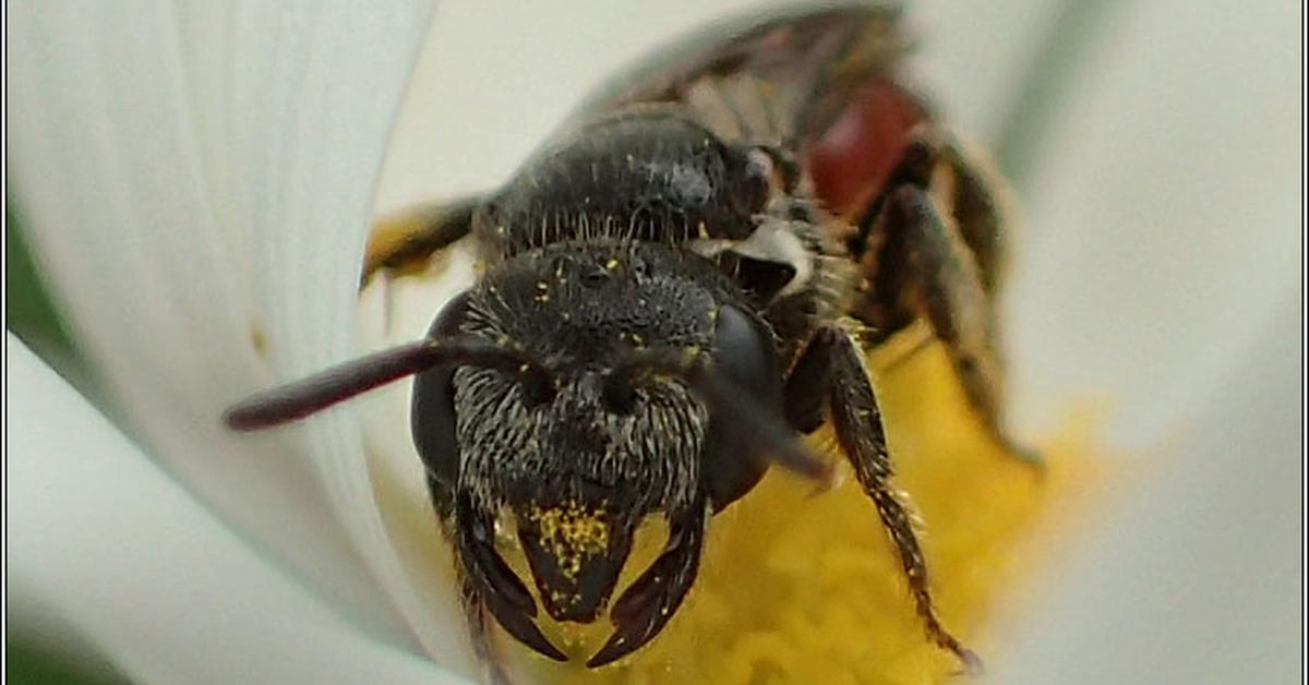 Captivating view of the Box-Headed Blood Bee, known in Bahasa Indonesia as Lebah Darah Berkepala Kotak.