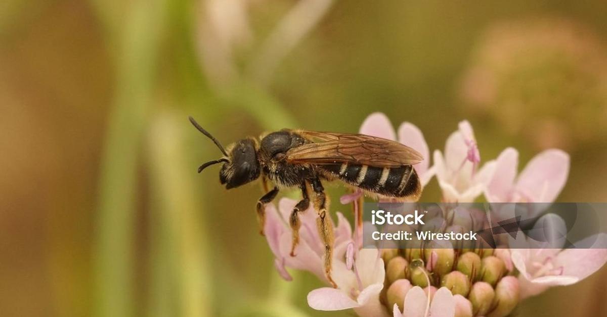 The remarkable Box-Headed Blood Bee (Sphecodes monilicornis), a sight to behold.