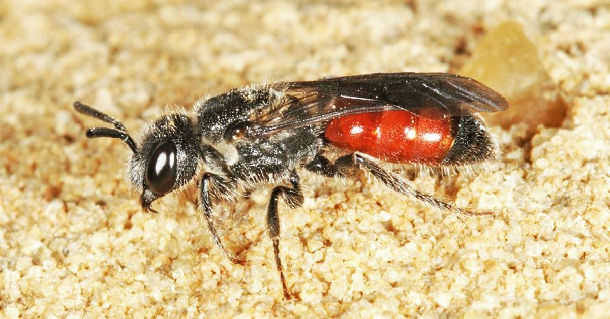 Captivating view of the Box-Headed Blood Bee, known in Bahasa Indonesia as Lebah Darah Berkepala Kotak.