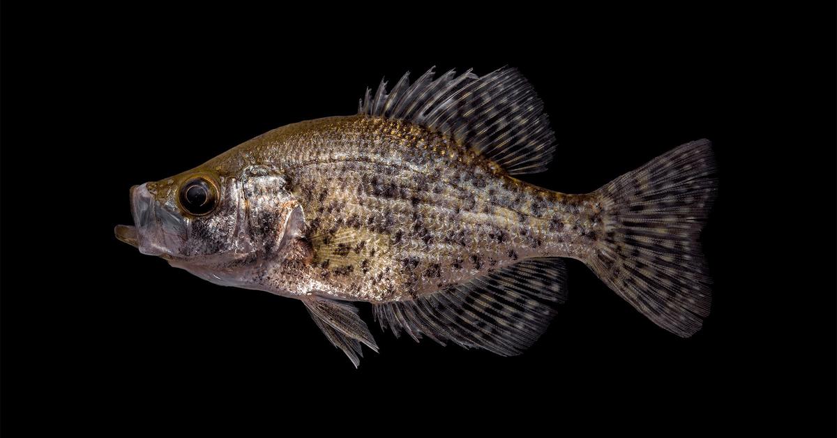 Graceful Black Crappie, a creature with the scientific name Pomoxis nigromaculatus..