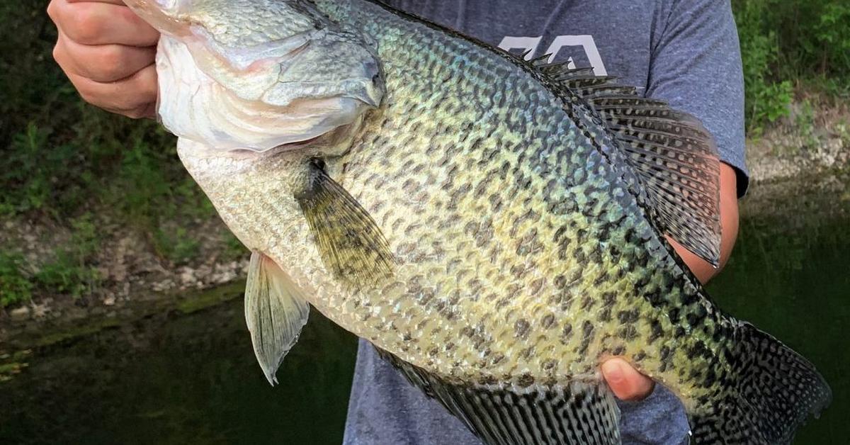 Captivating presence of the Black Crappie, a species called Pomoxis nigromaculatus..