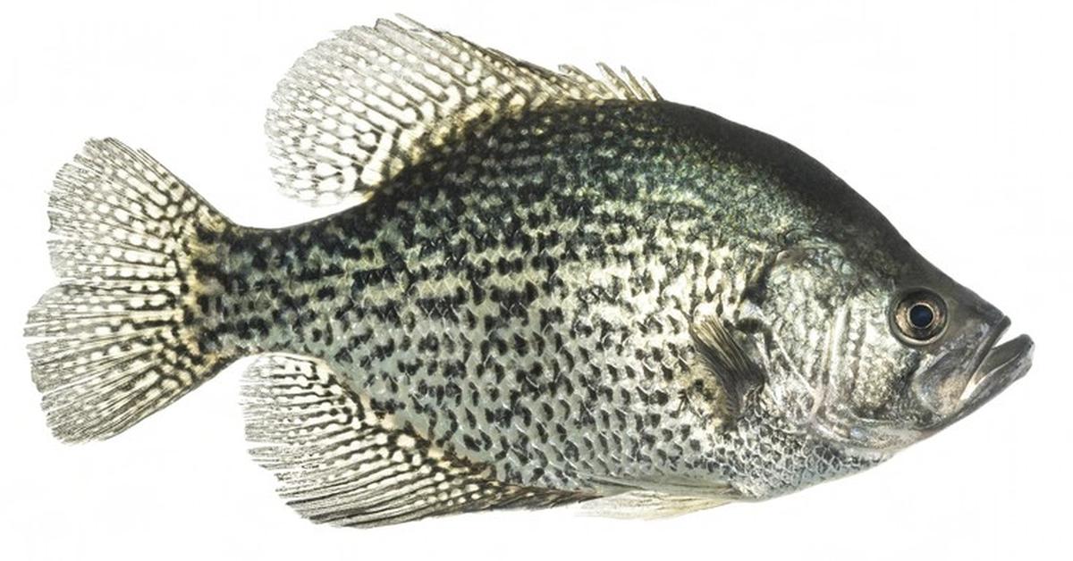 A look at the Black Crappie, also recognized as Ikan Black Crappie in Indonesian culture.