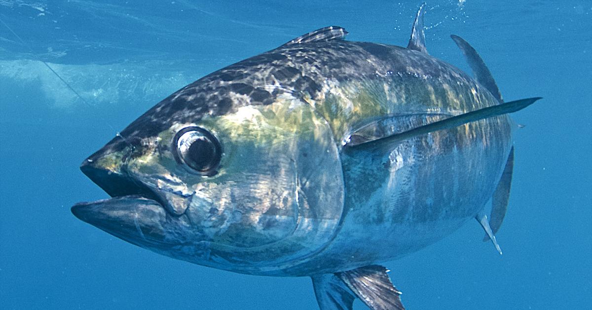 Image of the Blackfin Tuna (Thunnus atlanticus), popular in Indonesia as Tuna Sirip Hitam.