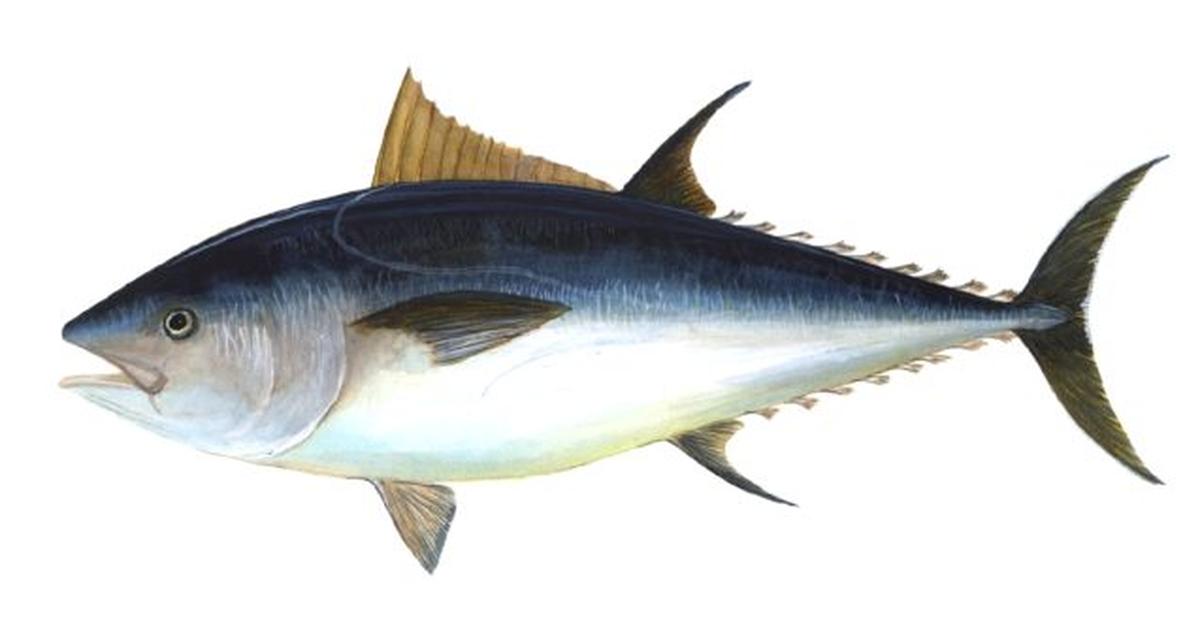 Vivid image of the Blackfin Tuna, or Tuna Sirip Hitam in Indonesian context.