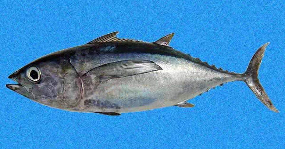 Photogenic Blackfin Tuna, scientifically referred to as Thunnus atlanticus.