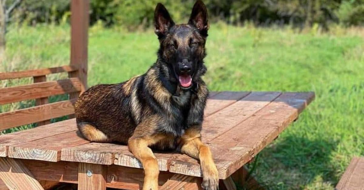 Photogenic Belgian Malinois Mix, scientifically referred to as Canis lupus.