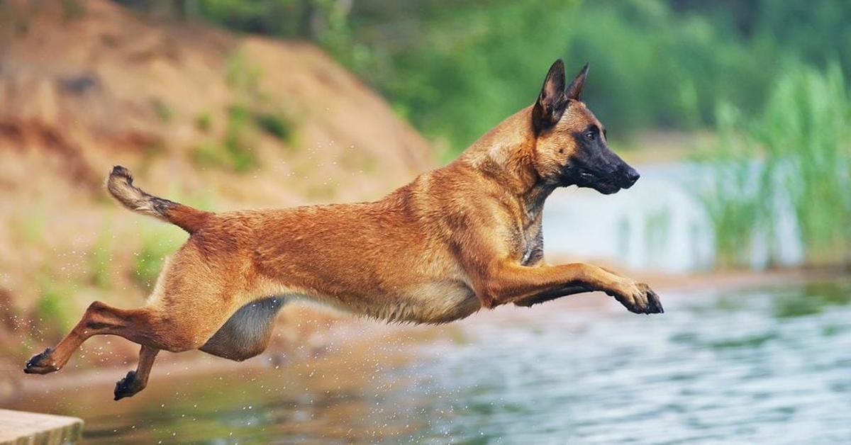 Enchanting Belgian Malinois Mix, a species scientifically known as Canis lupus.