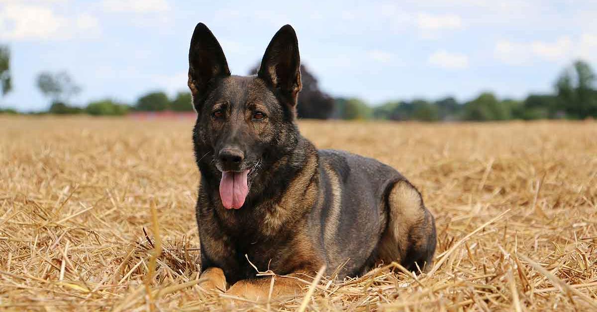 Stunning depiction of Belgian Malinois Mix, also referred to as Canis lupus.