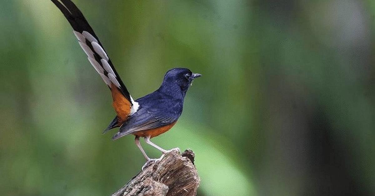 Image showcasing the Blackburnian Warbler, known in Indonesia as Burung Kicau Blackburnian.