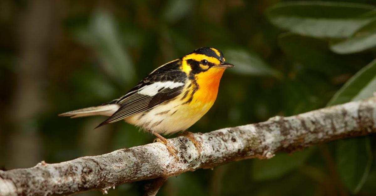 A beautiful representation of the Blackburnian Warbler, scientifically Setophaga fusca.