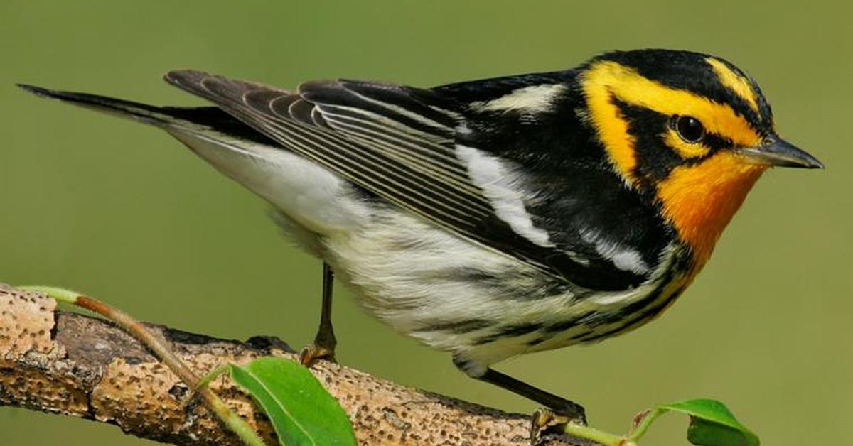 Exquisite image of Blackburnian Warbler, in Indonesia known as Burung Kicau Blackburnian.