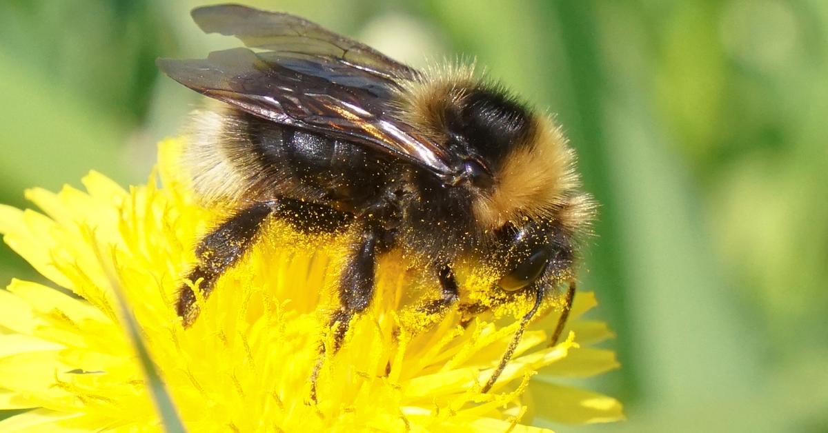 Photographic depiction of the unique Barbuts Cuckoo Bumblebee, locally called Lebah Barbuts Cuckoo.