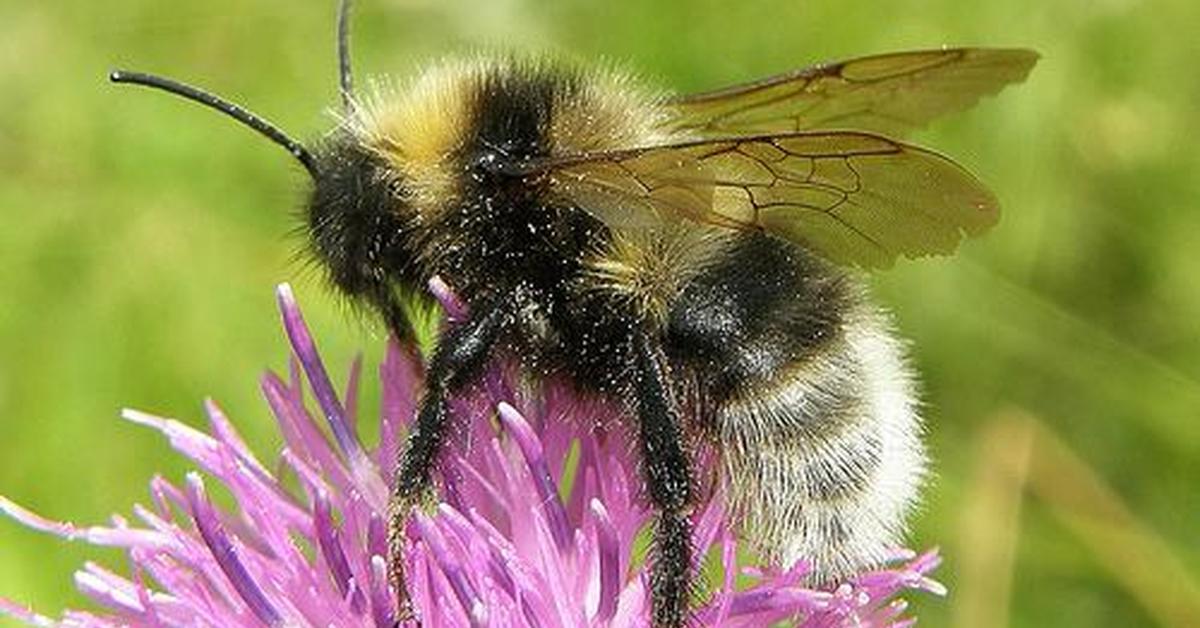 Vivid image of the Barbuts Cuckoo Bumblebee, or Lebah Barbuts Cuckoo in Indonesian context.