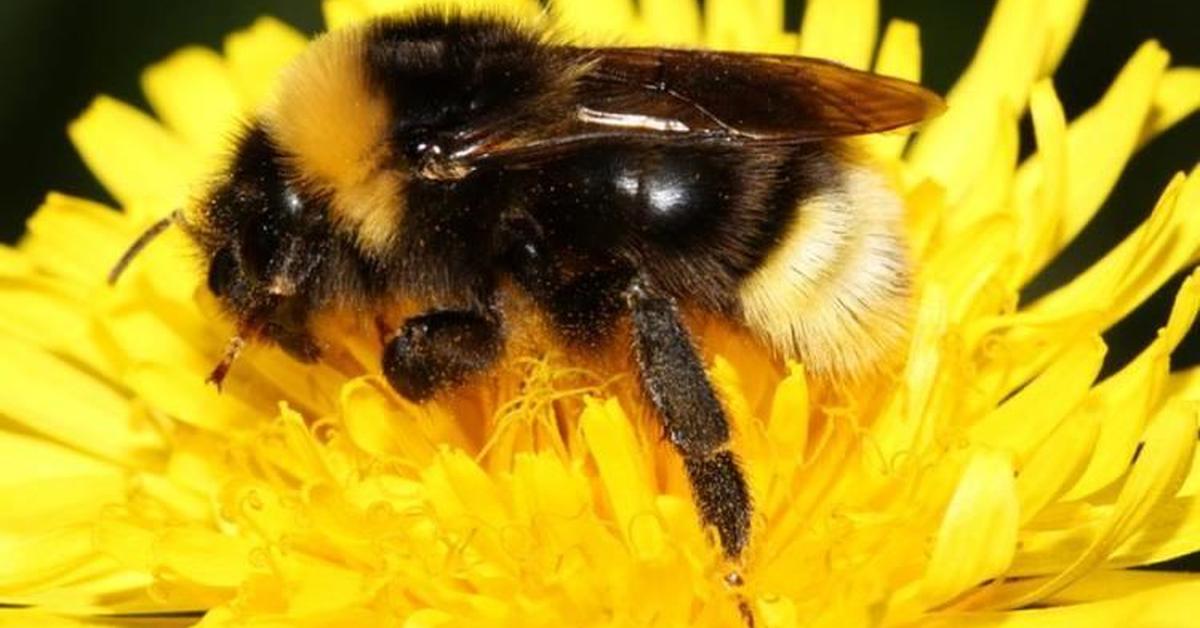 Vivid image of the Barbuts Cuckoo Bumblebee, or Lebah Barbuts Cuckoo in Indonesian context.