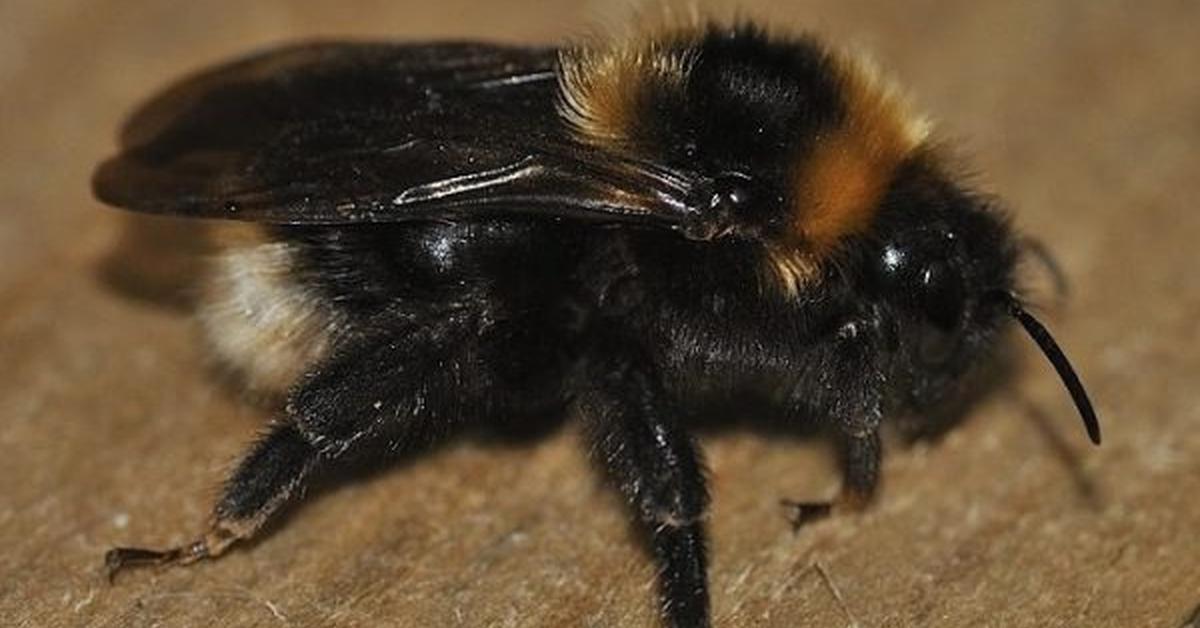 Elegant portrayal of the Barbuts Cuckoo Bumblebee, also known as Bombus barbutellus.