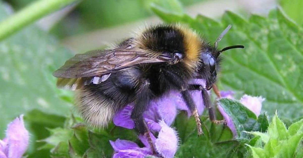 Picture of Barbuts Cuckoo Bumblebee, known in Indonesia as Lebah Barbuts Cuckoo.