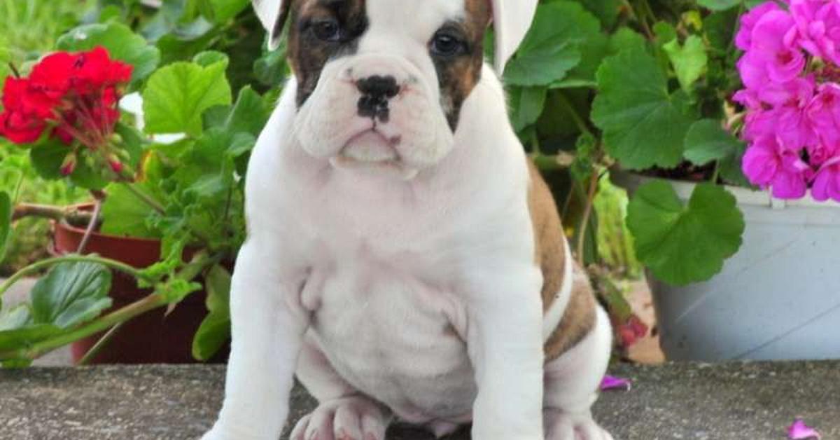 Vibrant snapshot of the Bullboxer, commonly referred to as Anjing Bullboxer in Indonesia.