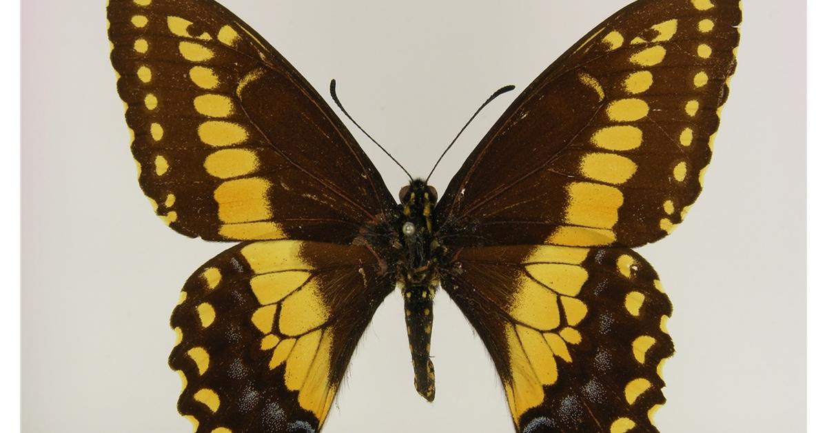 Detailed shot of the Black Swallowtail Caterpillar, or Papilio polyxenes, in its natural setting.