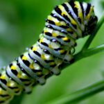 Image of the Black Swallowtail Caterpillar (Papilio polyxenes), popular in Indonesia as Ulat Kupu-kupu Hitam Swallowtail.