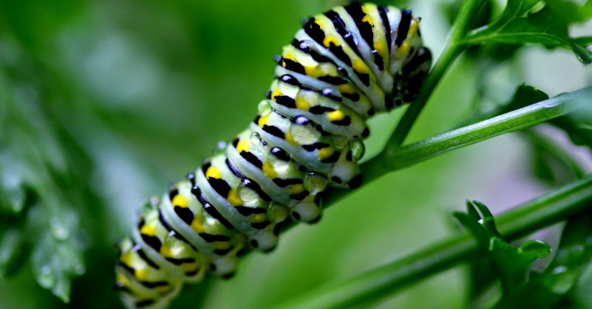 Captured elegance of the Black Swallowtail Caterpillar, known in Indonesia as Ulat Kupu-kupu Hitam Swallowtail.