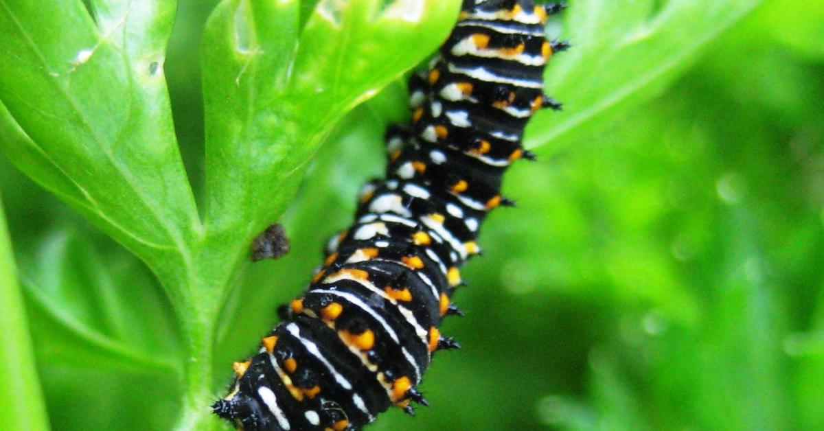 Close encounter with the Black Swallowtail Caterpillar, scientifically called Papilio polyxenes.