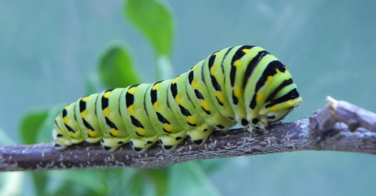 Charming view of the Black Swallowtail Caterpillar, in Indonesia referred to as Ulat Kupu-kupu Hitam Swallowtail.