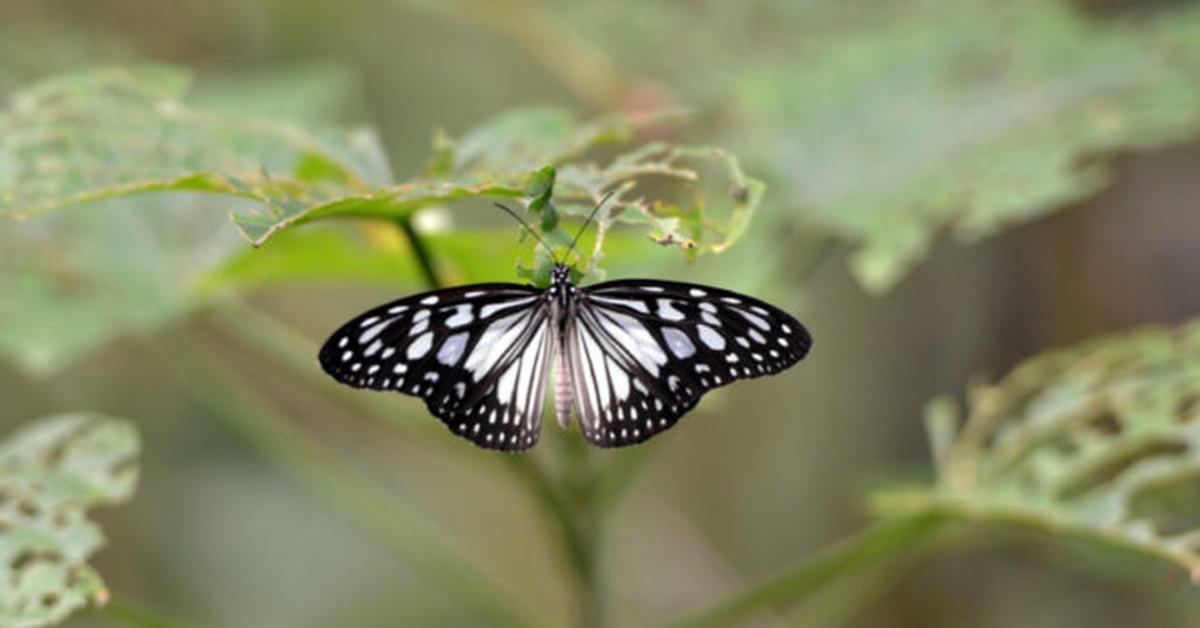 Picture of Black Swallowtail, known in Indonesia as Kupu-kupu Hitam Swallowtail.